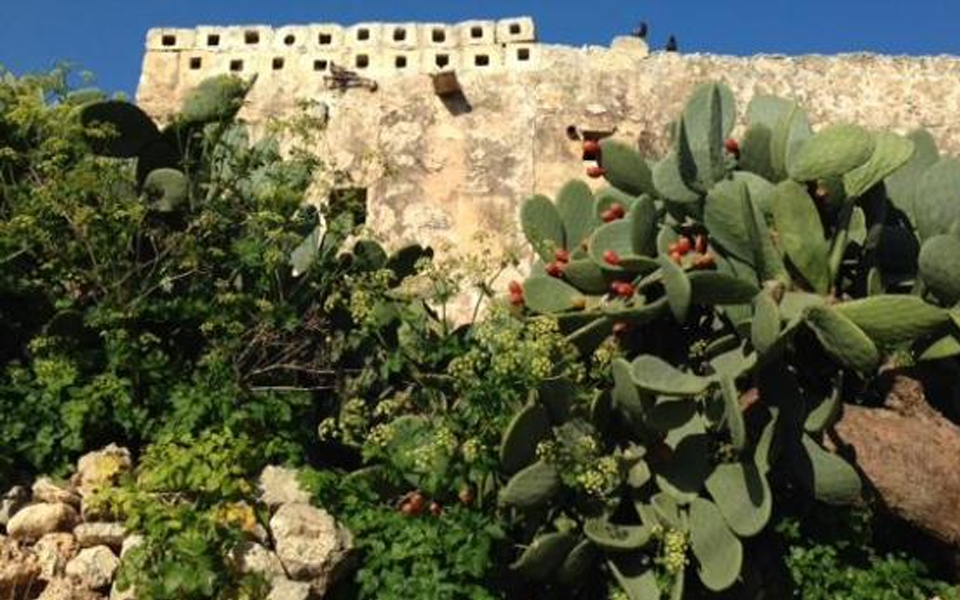 Barumabra, Mgarr