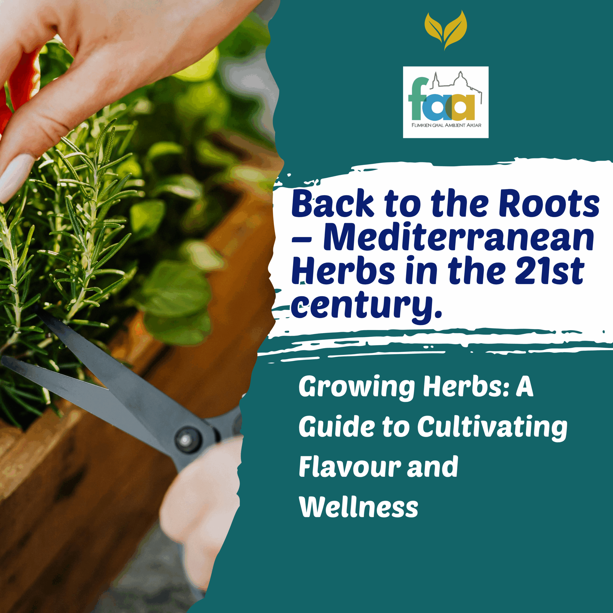 Back to the Roots – Mediterranean Herbs in the 21st Century: Lecture 3 – Growing Herbs: A Guide to Cultivating Flavour and Wellness